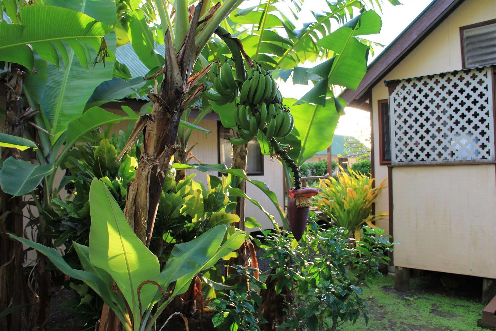 Aroko Bungalows Villa Avarua Ngoại thất bức ảnh